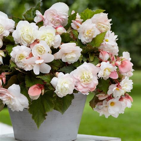 angelique fragrant begonia